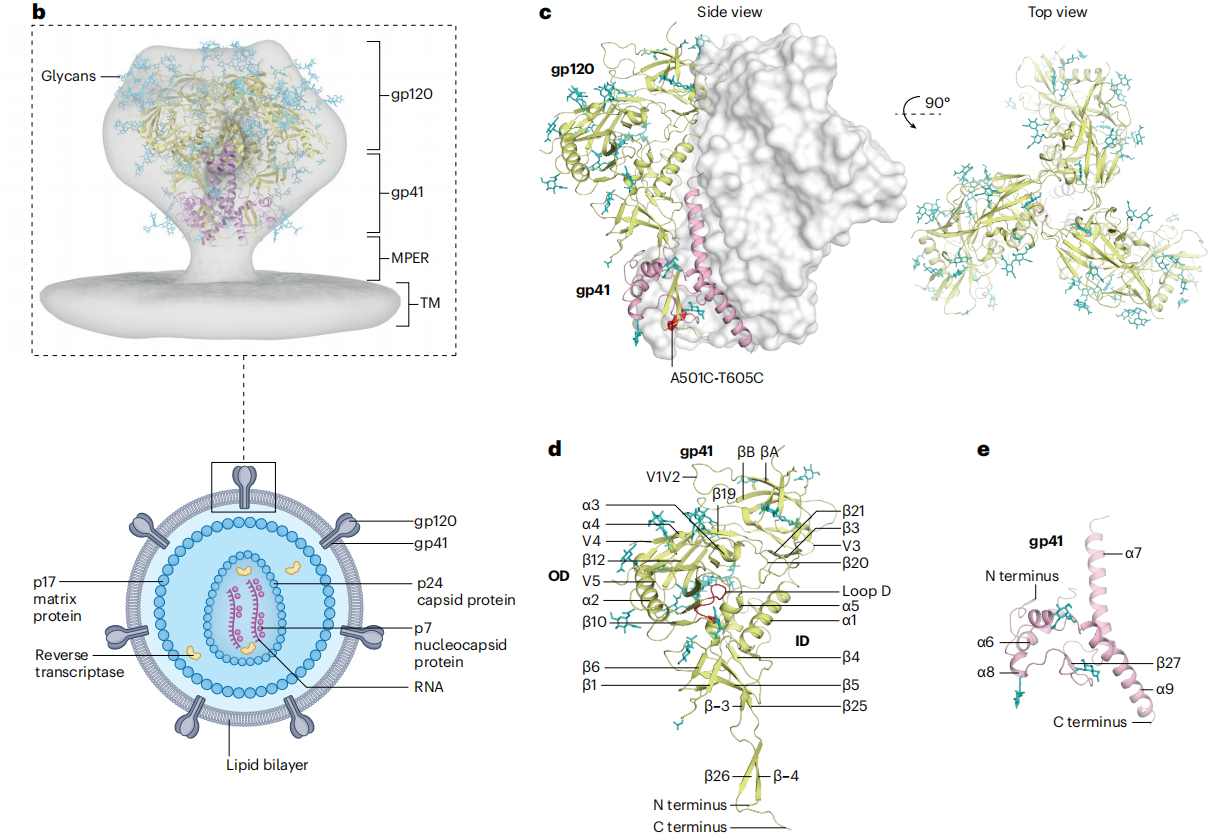 Human Immunodeficiency Virus HIV-1