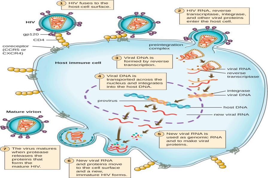 Human Immunodeficiency Virus HIV-1
