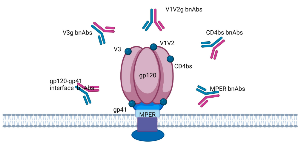 Human Immunodeficiency Virus HIV-1