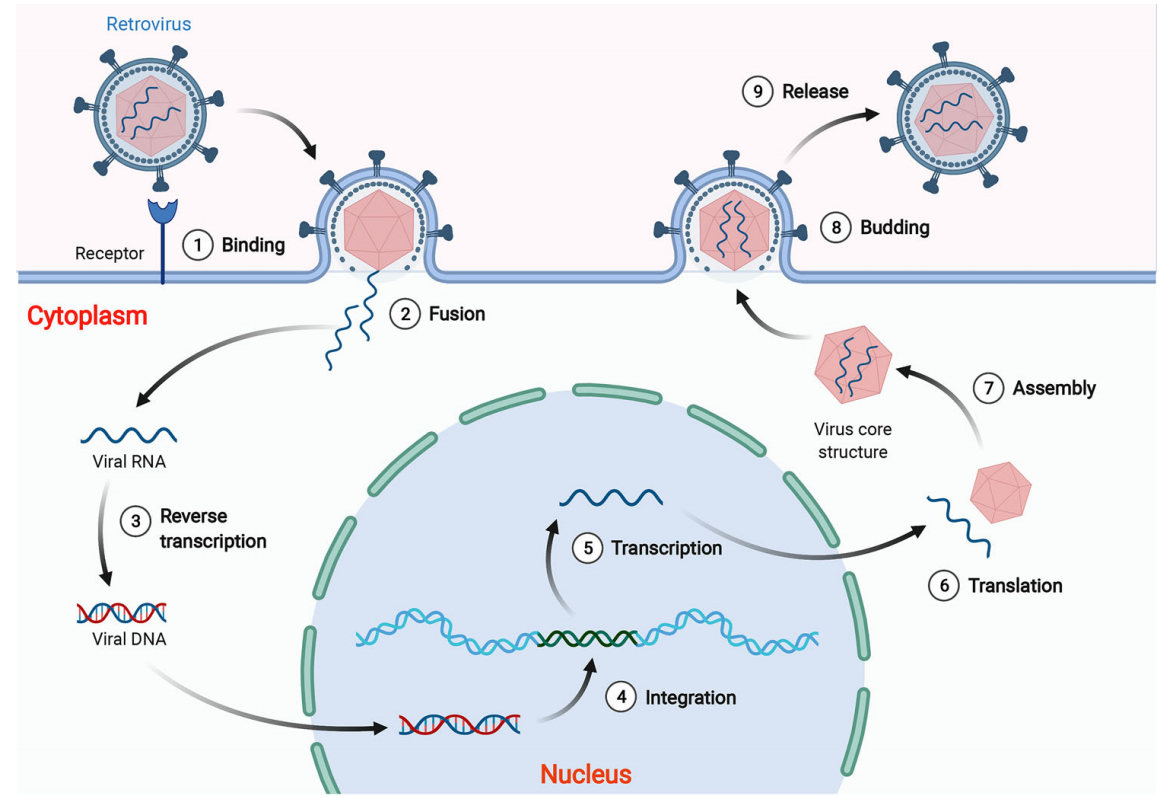 Human endogenous retrovirus HERVs