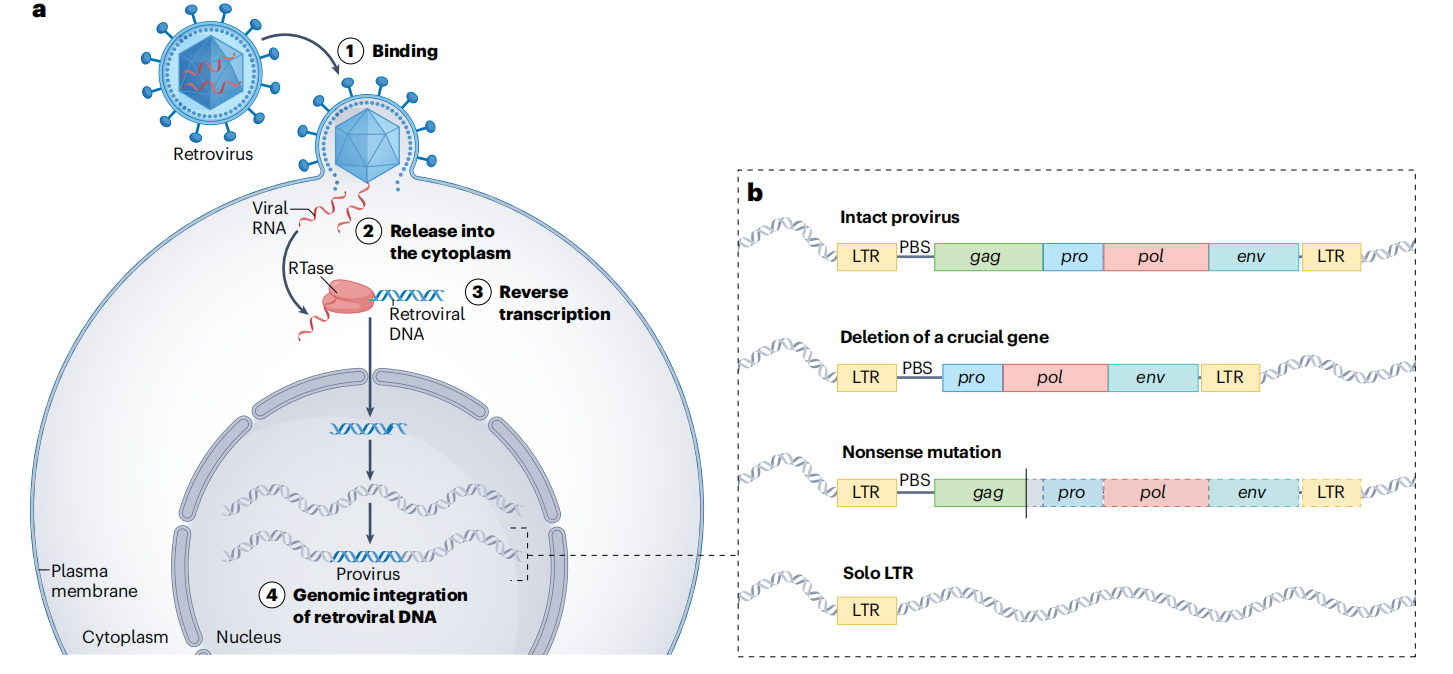Human endogenous retrovirus HERVs