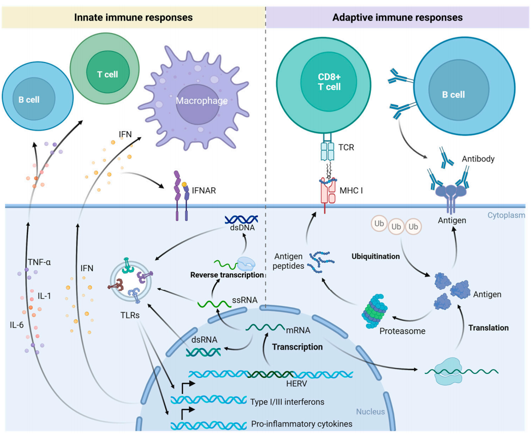 Human endogenous retrovirus HERVs