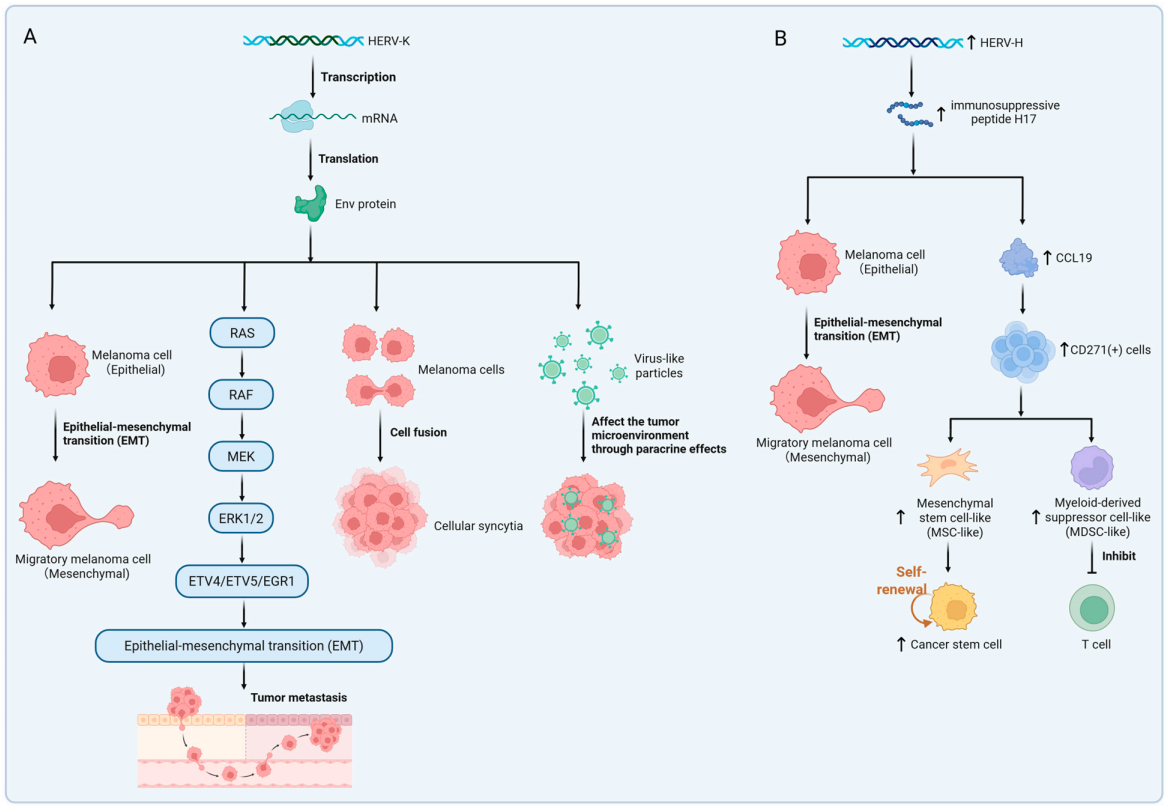 Human endogenous retrovirus HERVs