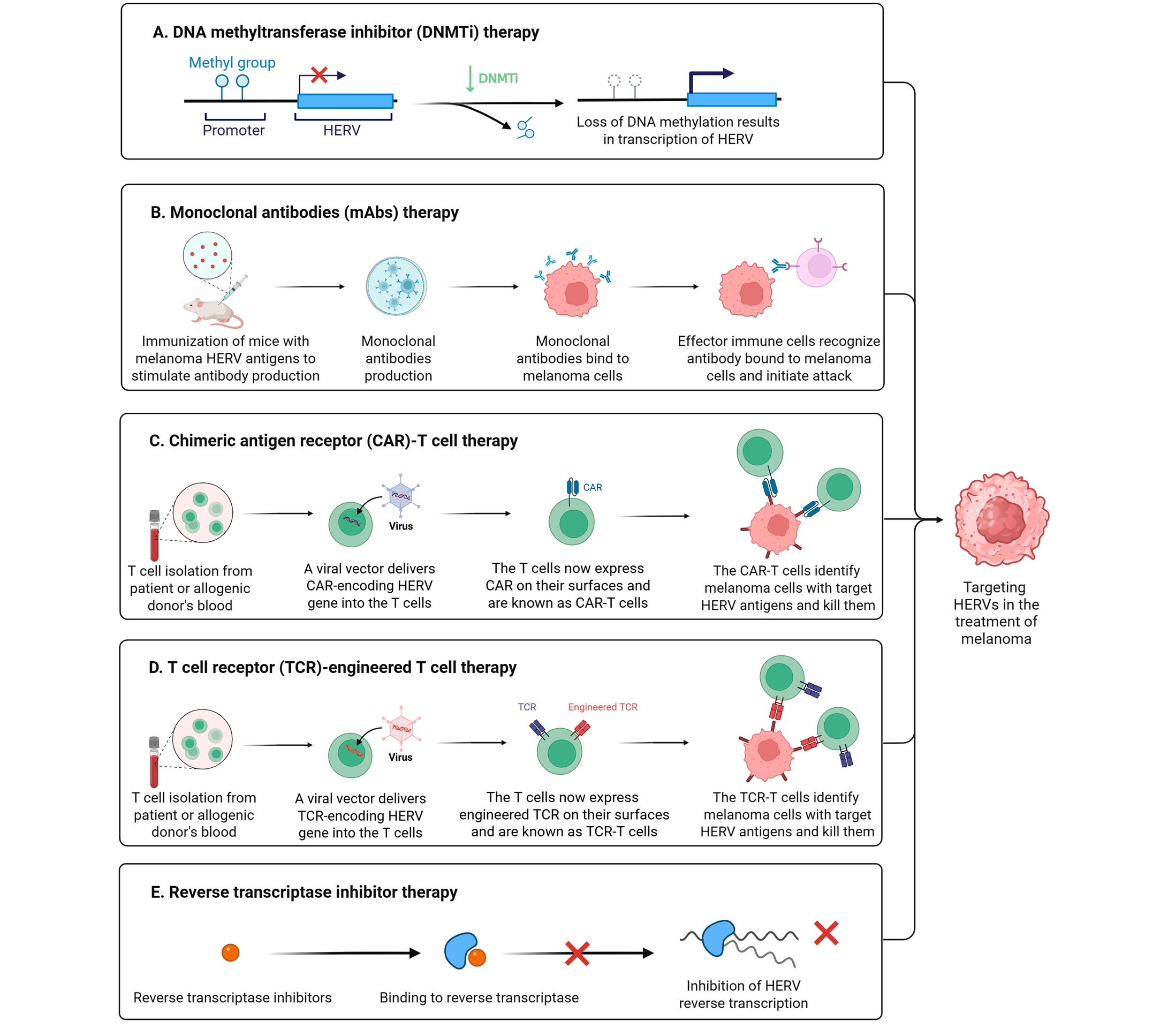 Human endogenous retrovirus HERVs