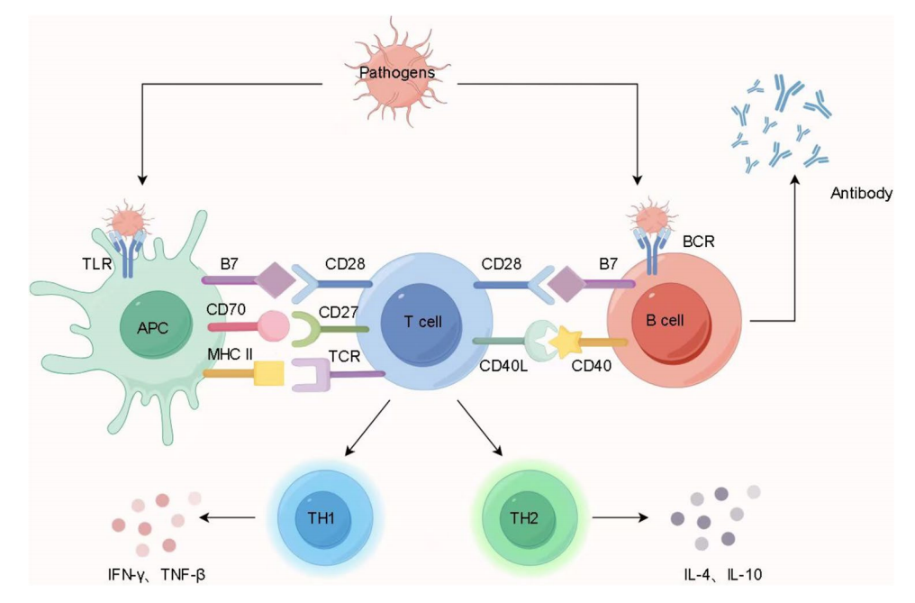 Immune cells costimulate the immune checkpoint receptor CD27 Immune cells costimulate the immune checkpoint receptor CD27