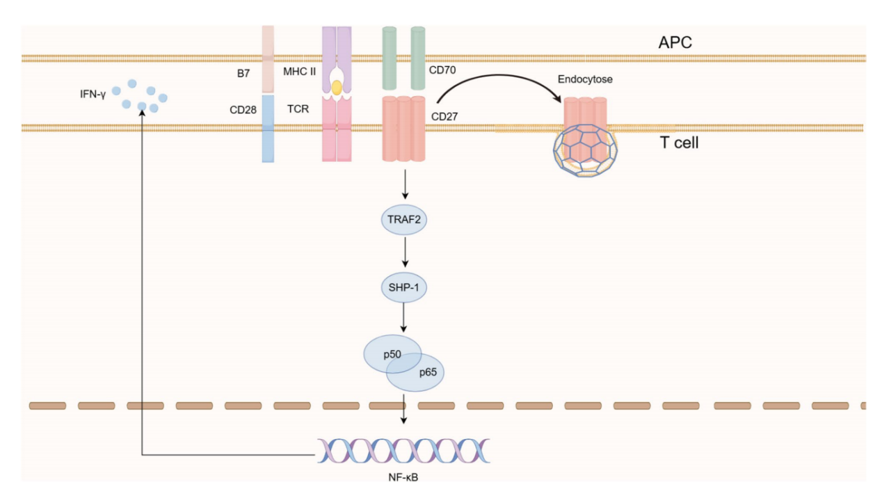 Immune cells costimulate the immune checkpoint receptor CD27 Immune cells costimulate the immune checkpoint receptor CD27