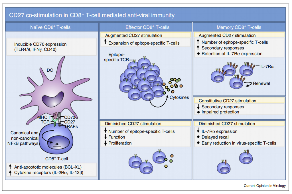 Immune cells costimulate the immune checkpoint receptor CD27 Immune cells costimulate the immune checkpoint receptor CD27