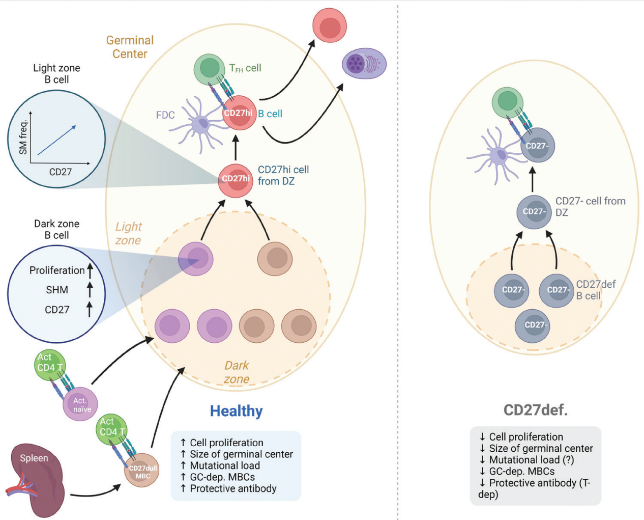 Immune cells costimulate the immune checkpoint receptor CD27 Immune cells costimulate the immune checkpoint receptor CD27