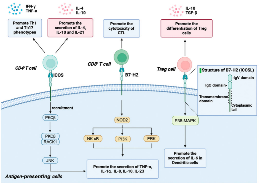 Inducible T-cells costimulate ligand ICOSLG