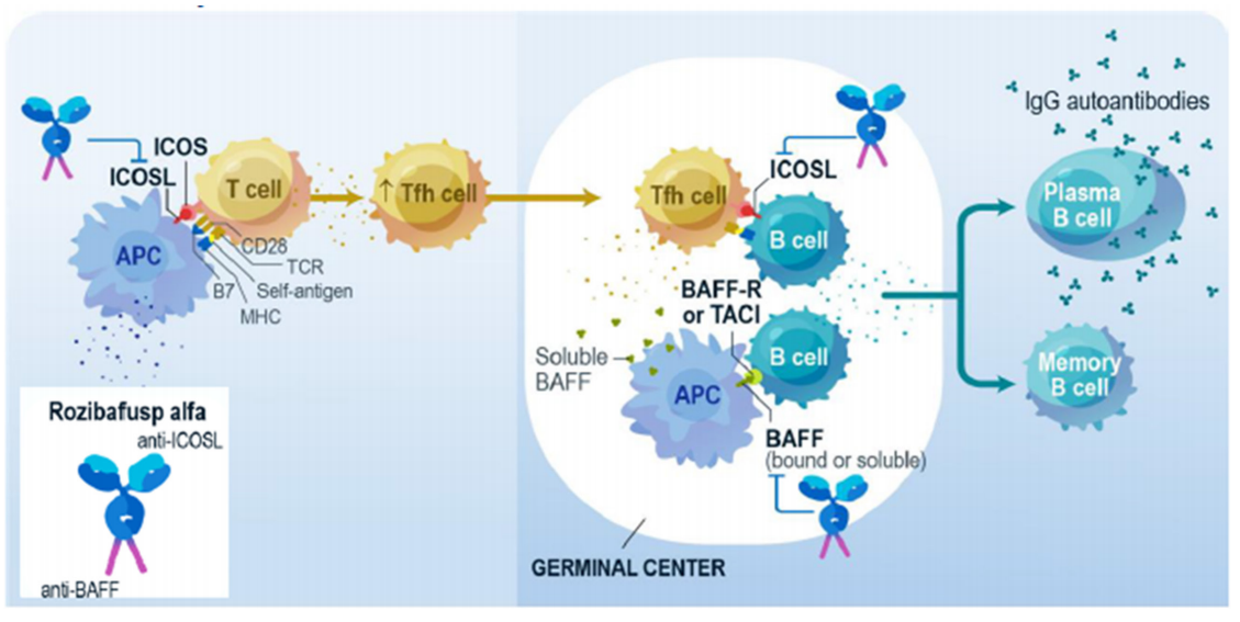 Inducible T-cells costimulate ligand ICOSLG