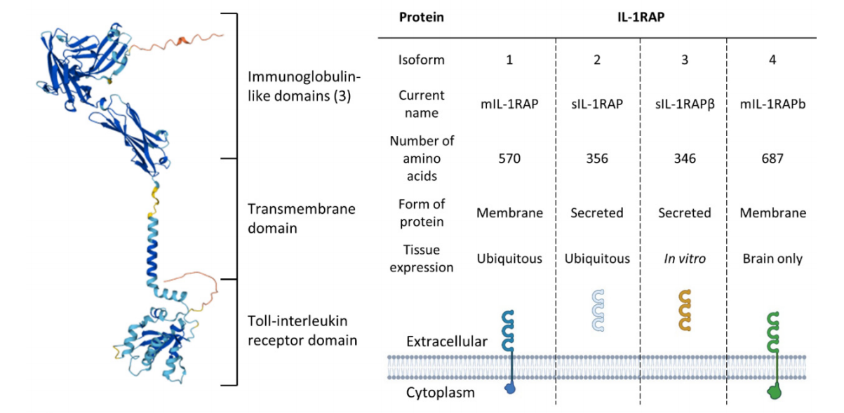 Inflammatory cytokine receptor IL1RAP