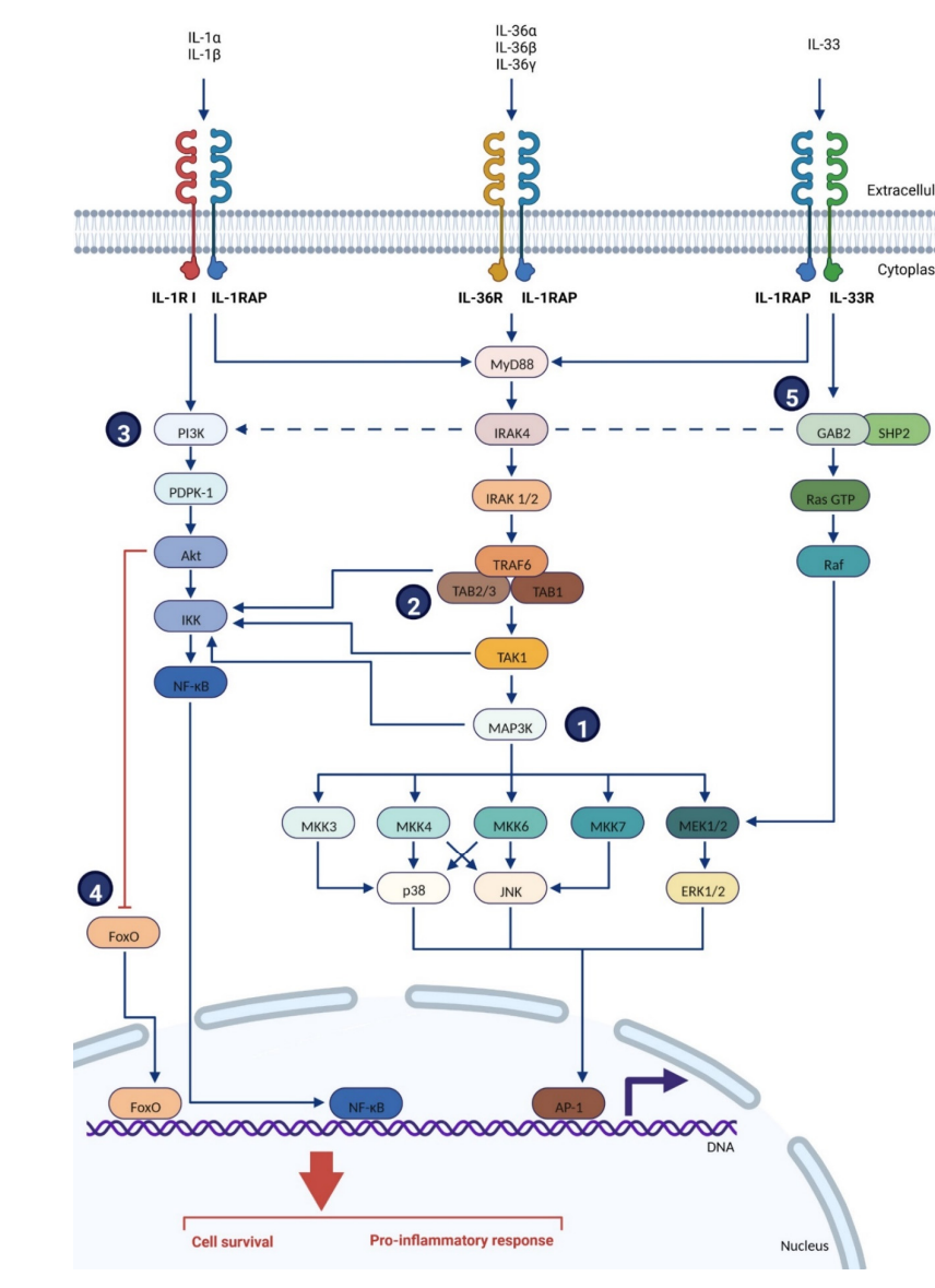 Inflammatory cytokine receptor IL1RAP