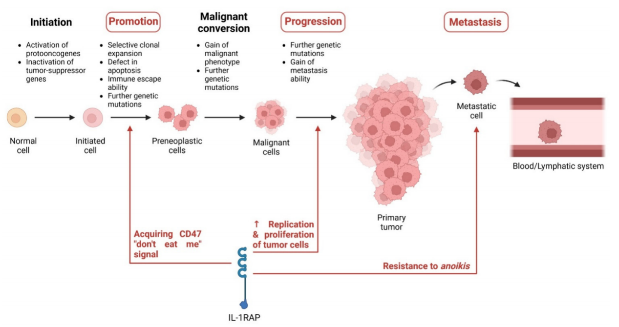 Inflammatory cytokine receptor IL1RAP