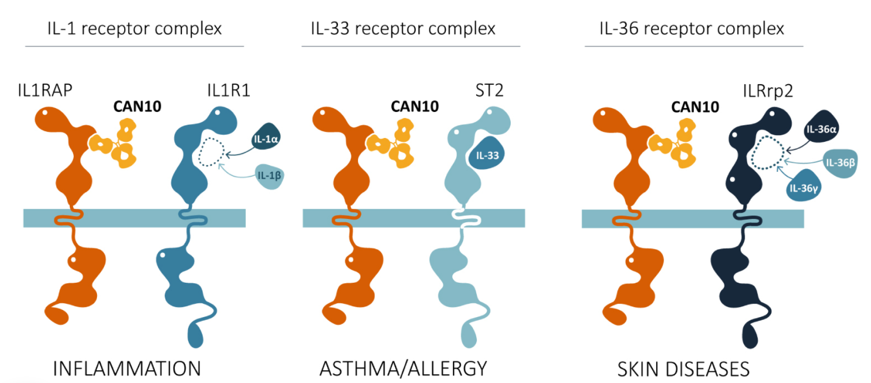 Inflammatory cytokine receptor IL1RAP