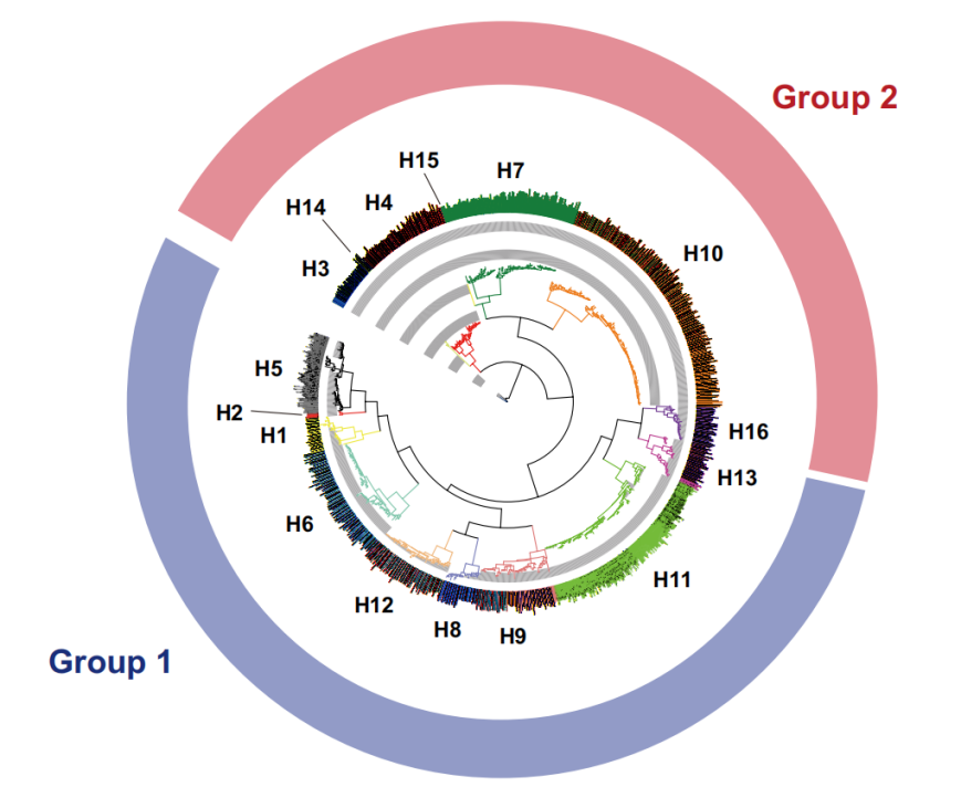 Influenza virus therapeutic target HA