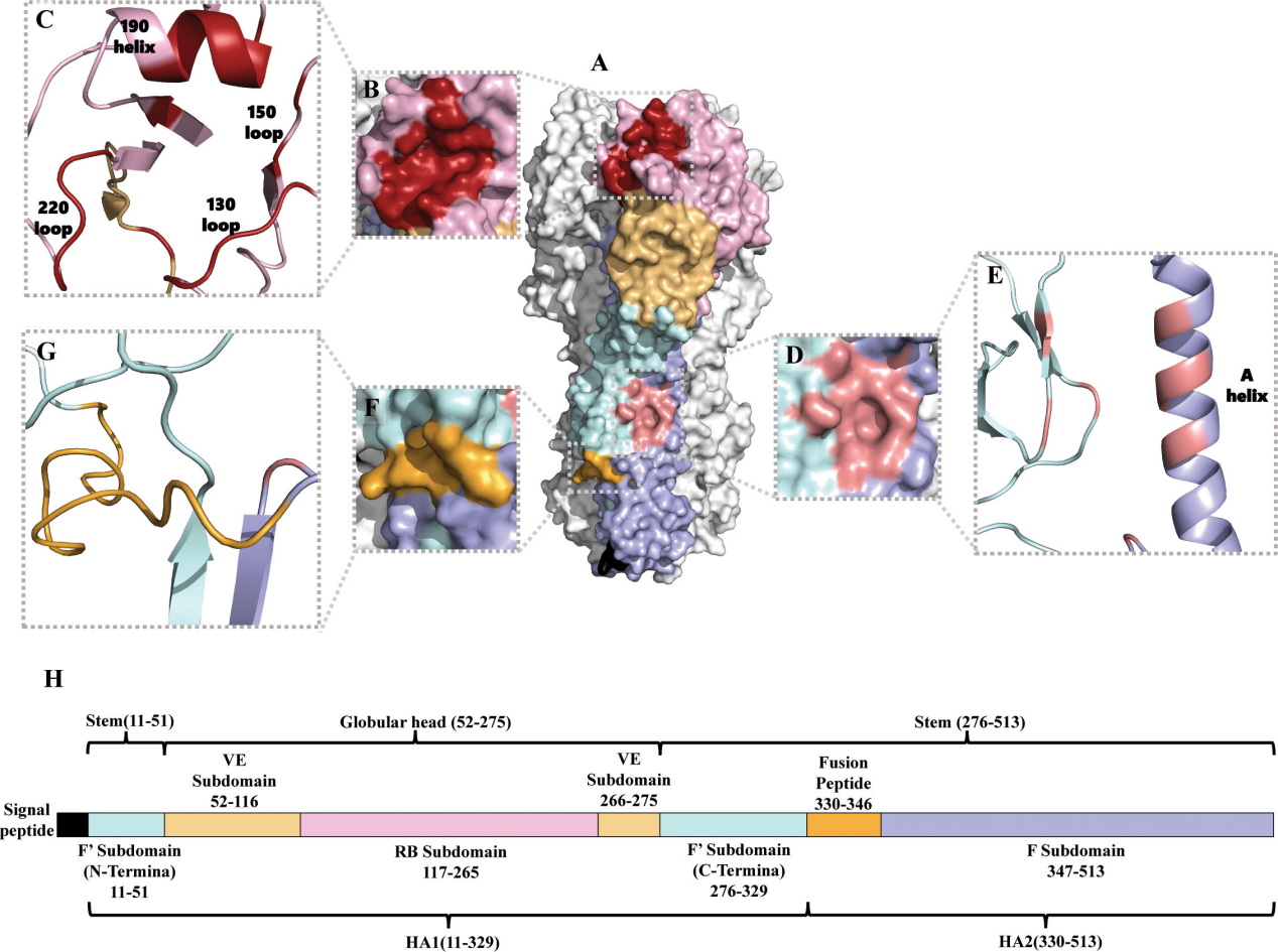Influenza virus therapeutic target HA