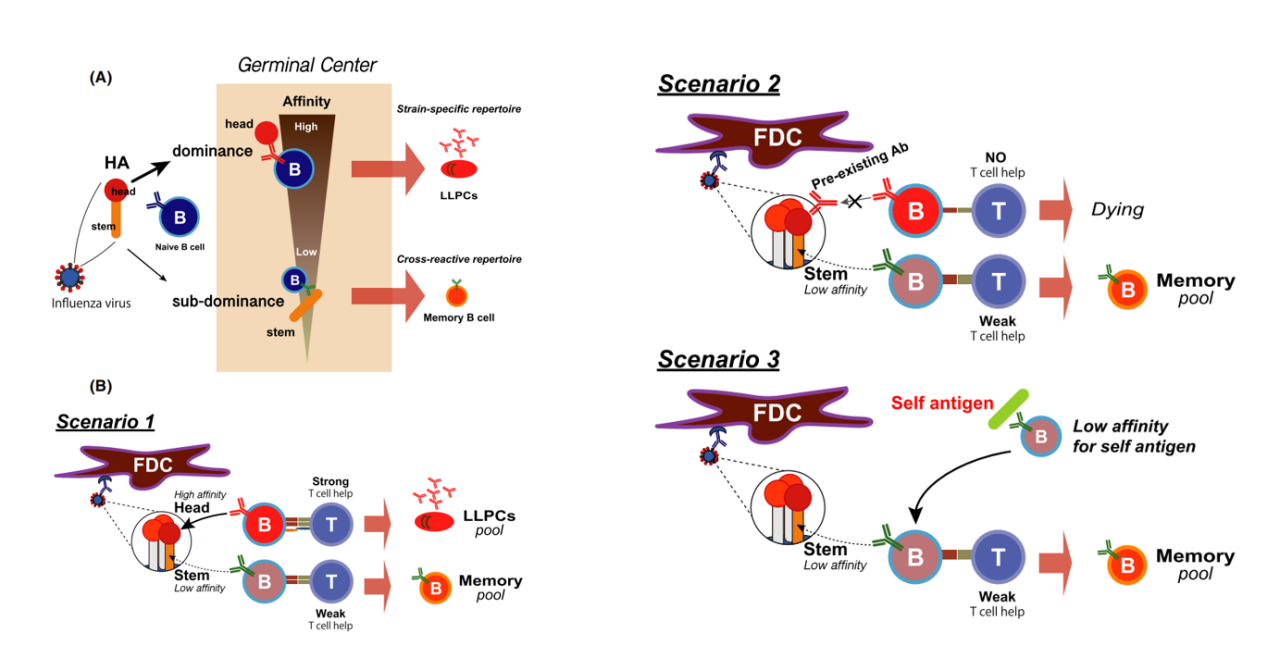 Influenza virus therapeutic target HA