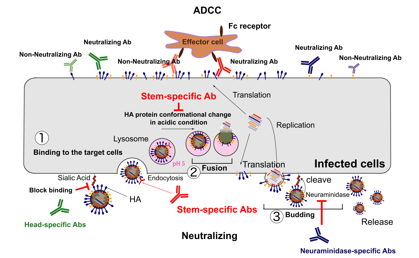 Influenza virus therapeutic target HA