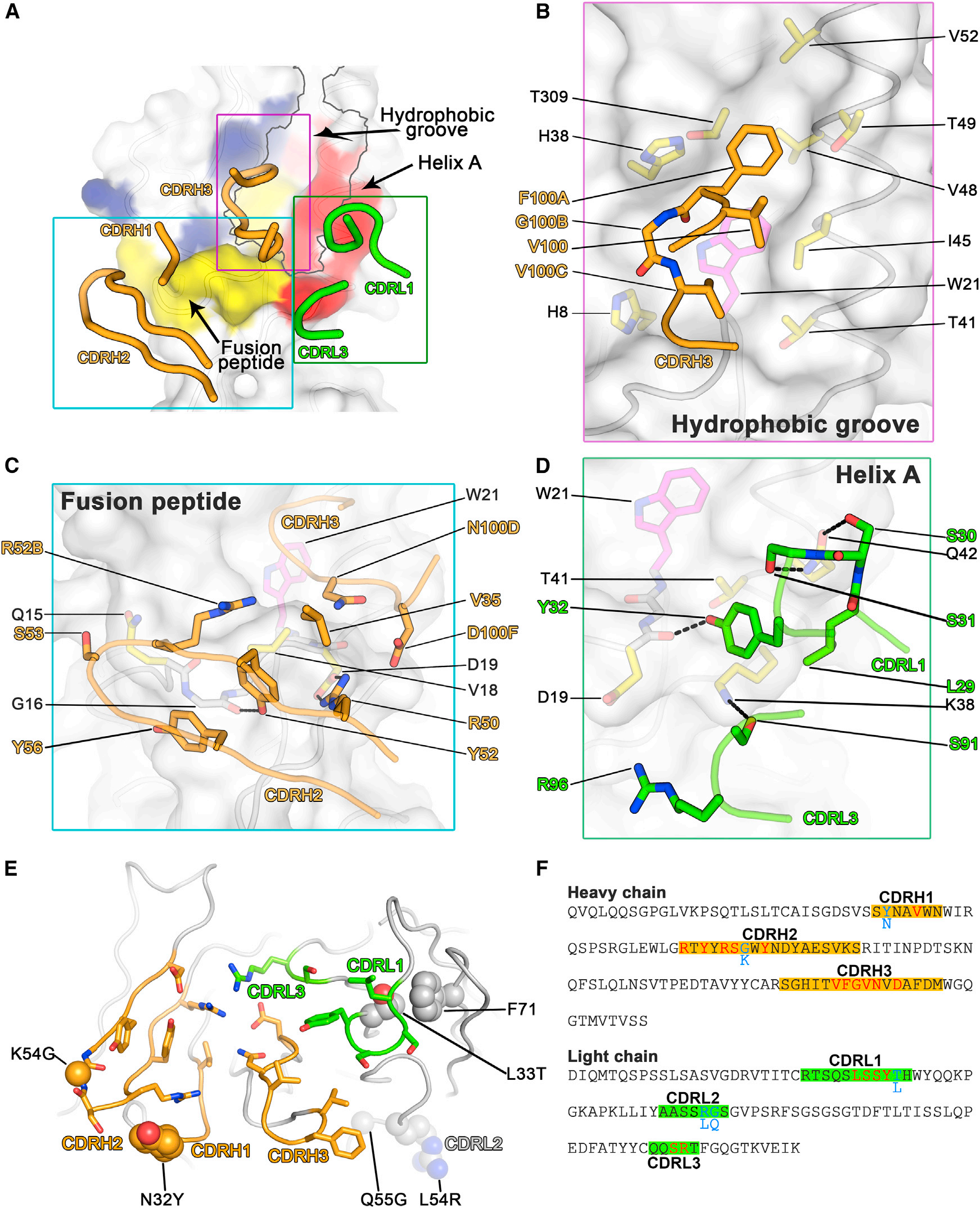 Influenza virus therapeutic target HA
