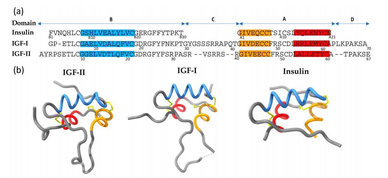 Insulin-like growth factor IGF1-IGF2 Insulin-like growth factor IGF1-IGF2