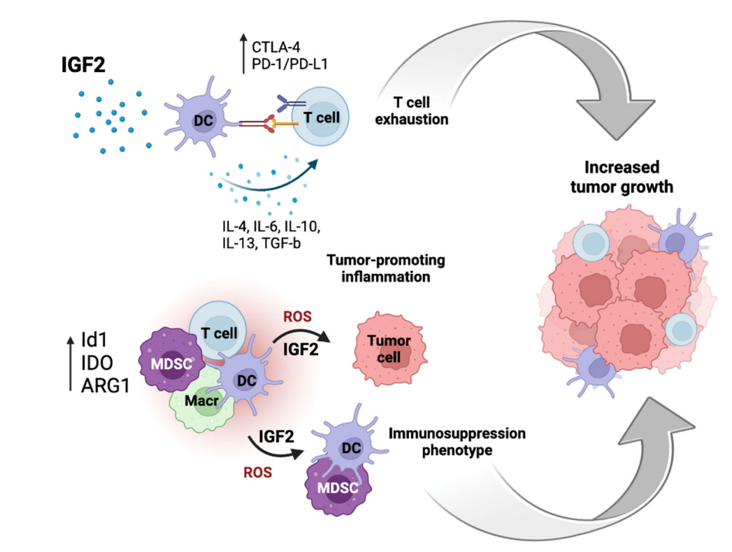 Insulin-like growth factor IGF1-IGF2 Insulin-like growth factor IGF1-IGF2