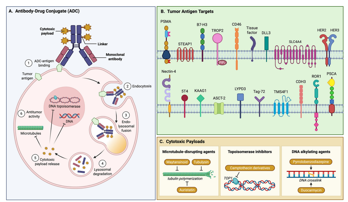Kidney associated antigen KAAG1 Kidney associated antigen KAAG1