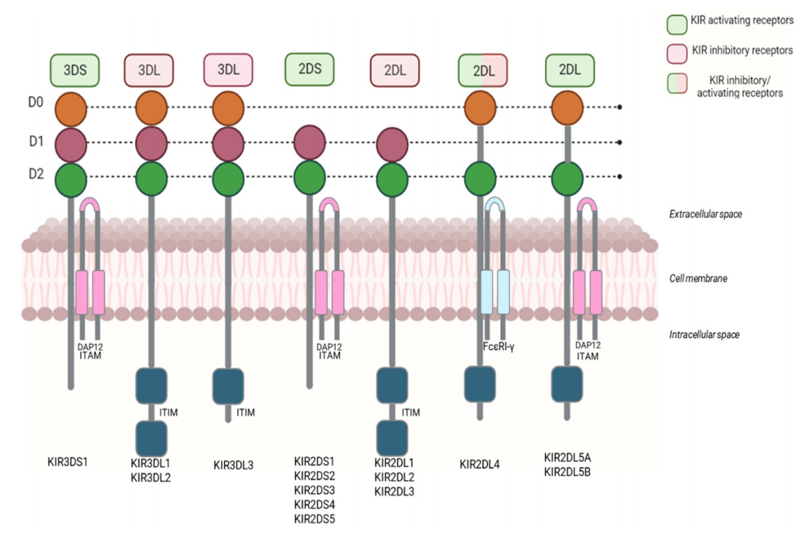 Killer cell immunoglobulin like receptor KIR2D Killer cell immunoglobulin like receptor KIR2D