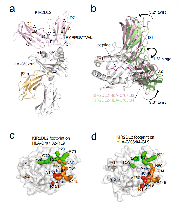 Killer cell immunoglobulin like receptor KIR2D Killer cell immunoglobulin like receptor KIR2D