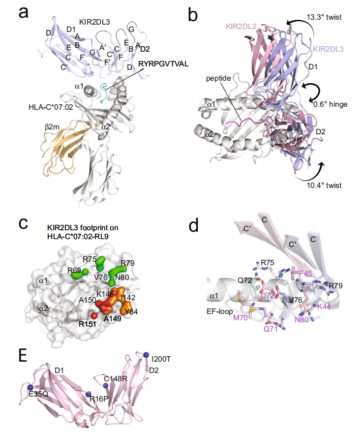 Killer cell immunoglobulin like receptor KIR2D Killer cell immunoglobulin like receptor KIR2D