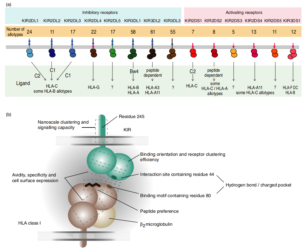 Killer cell immunoglobulin like receptor KIR2D Killer cell immunoglobulin like receptor KIR2D