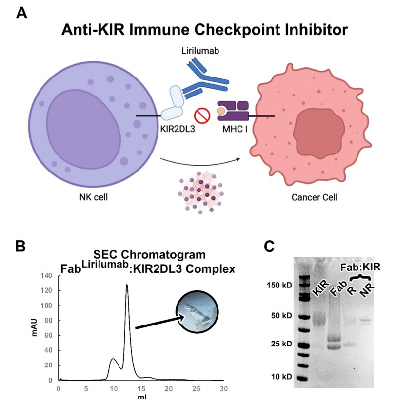 Killer cell immunoglobulin like receptor KIR2D Killer cell immunoglobulin like receptor KIR2D