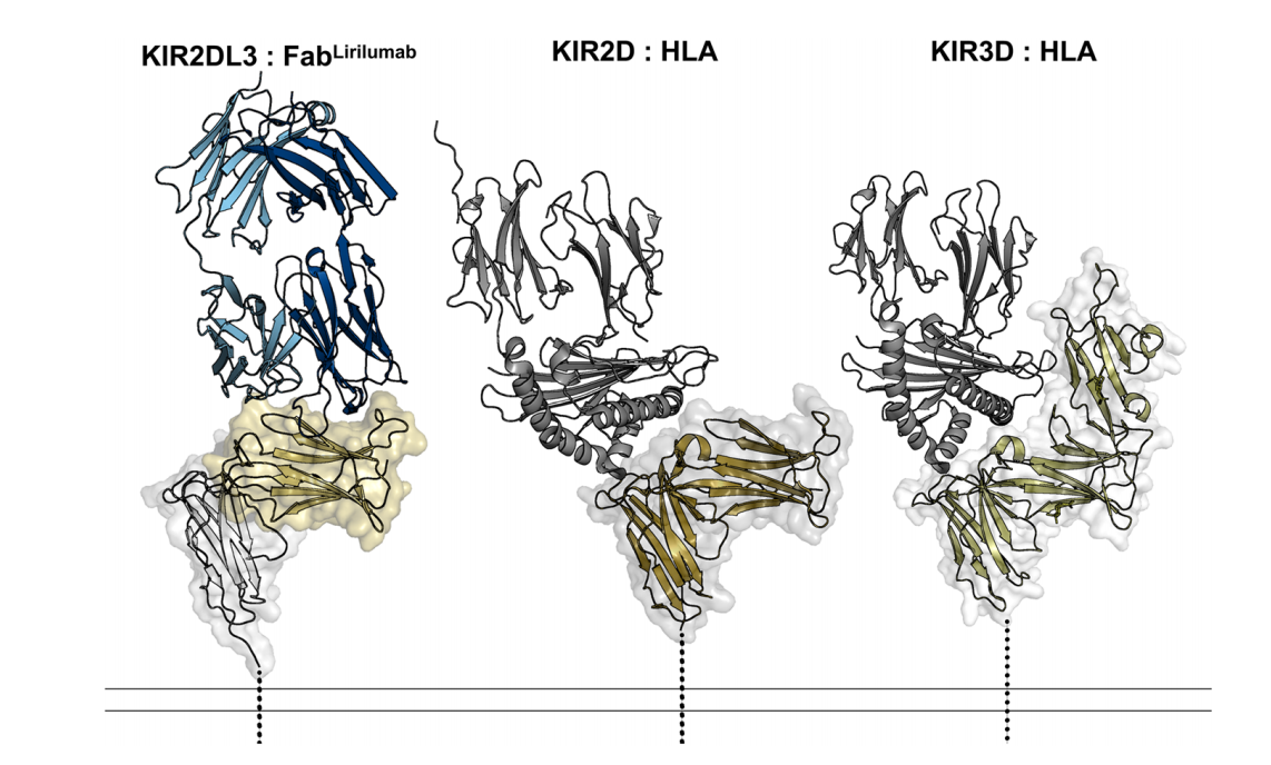 Killer cell immunoglobulin like receptor KIR2D Killer cell immunoglobulin like receptor KIR2D
