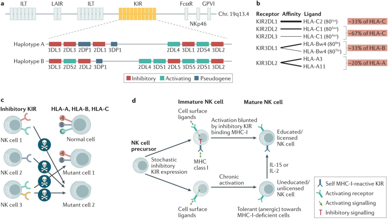 Killer cell immunoglobulin like receptor KIR3DL2 Killer cell immunoglobulin like receptor KIR3DL2