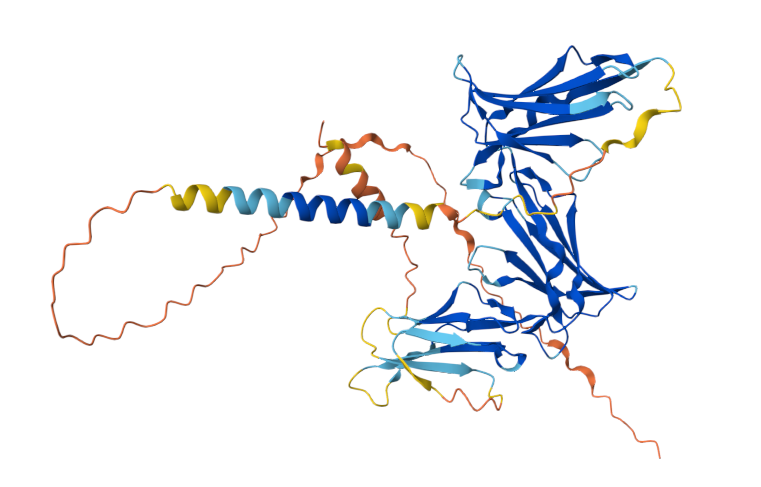 Killer cell immunoglobulin like receptor KIR3DL2 Killer cell immunoglobulin like receptor KIR3DL2
