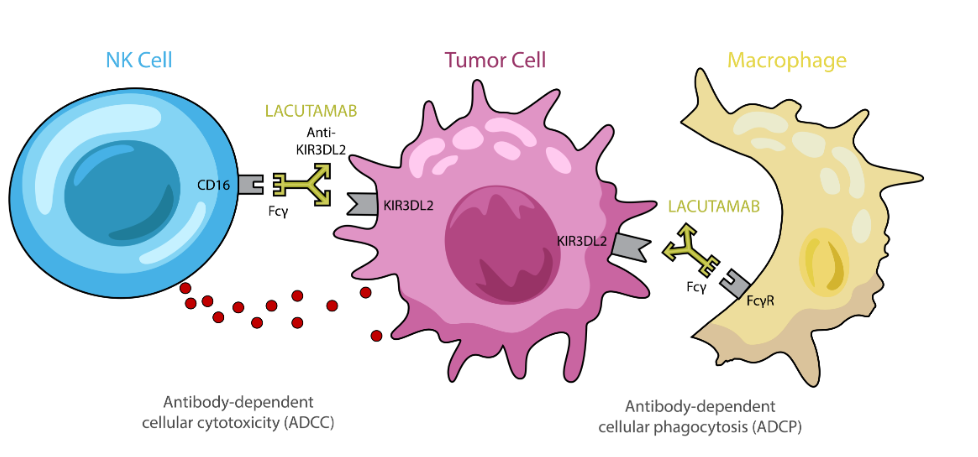Killer cell immunoglobulin like receptor KIR3DL2 Killer cell immunoglobulin like receptor KIR3DL2