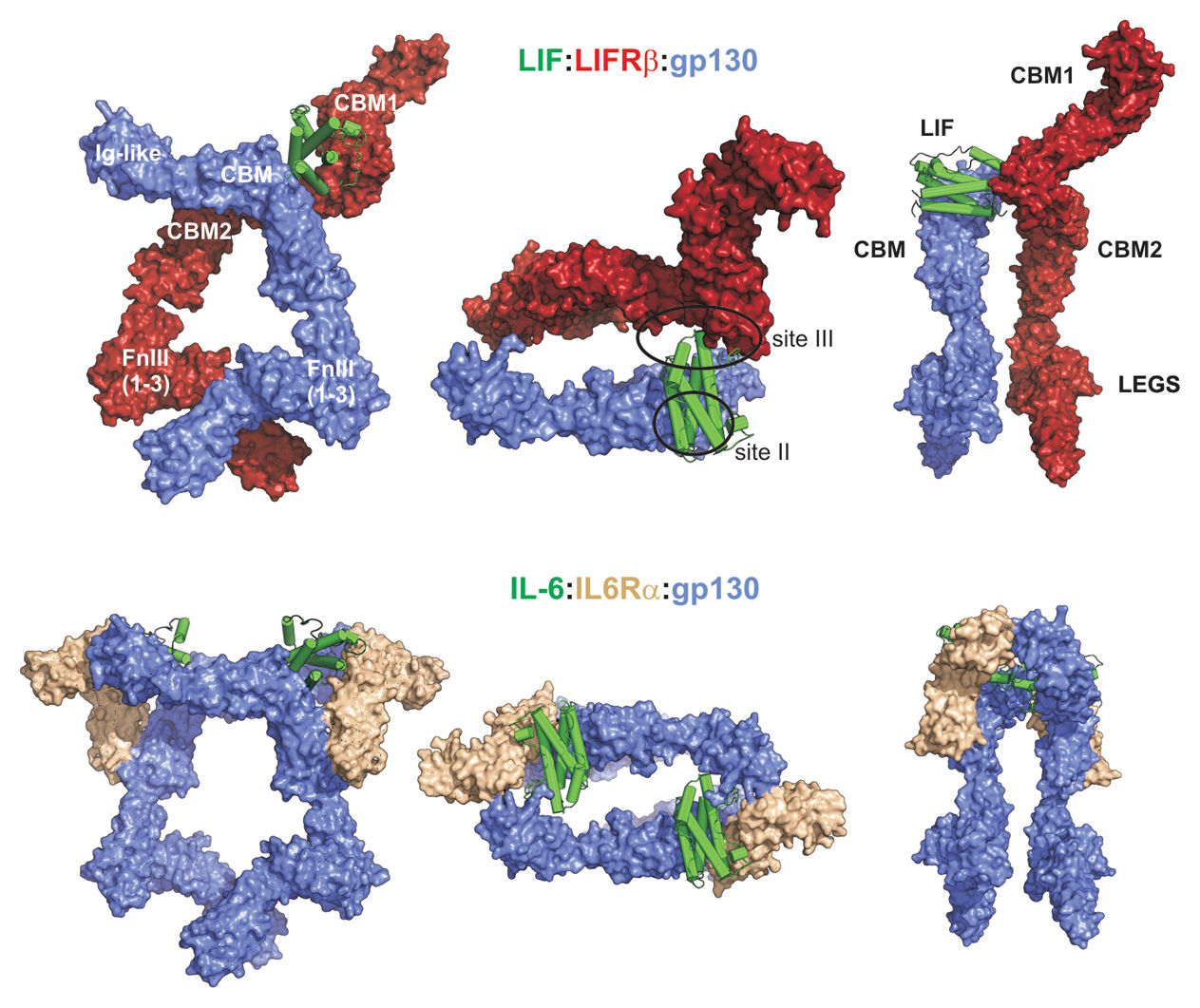 Leukemia inhibitory factor LIF