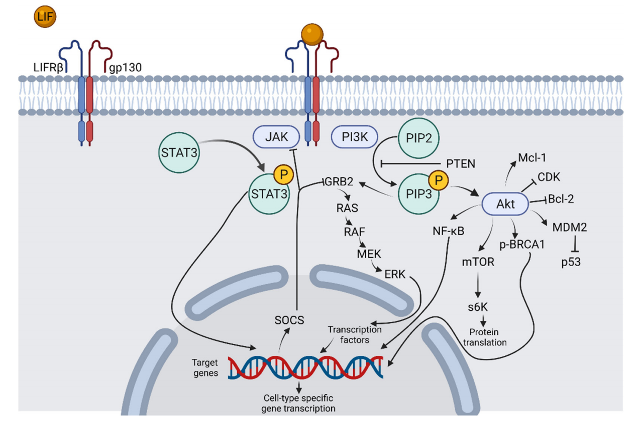 Leukemia inhibitory factor LIF
