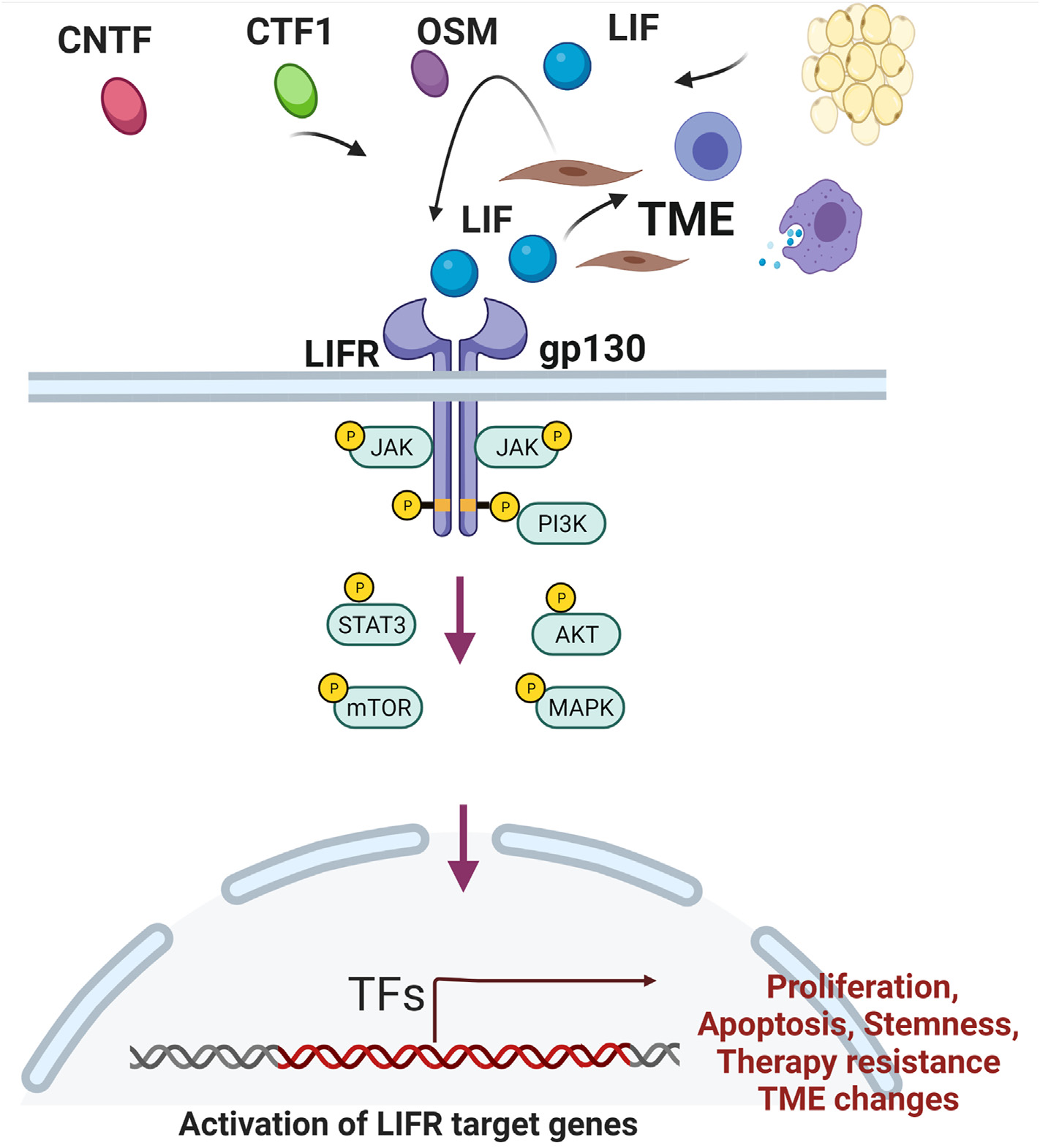 Leukemia inhibitory factor LIF