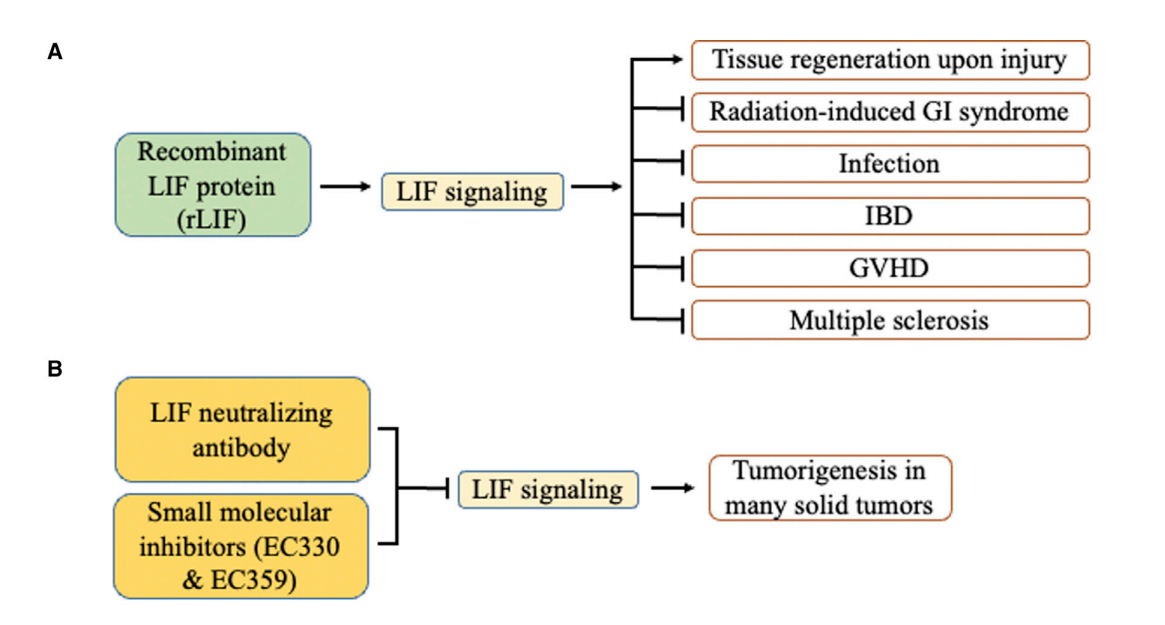 Leukemia inhibitory factor LIF