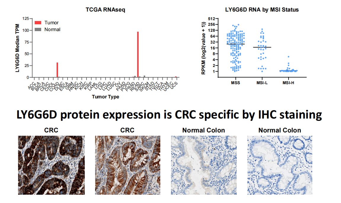 Lymphocyte antigen LY6G6D Lymphocyte antigen LY6G6D