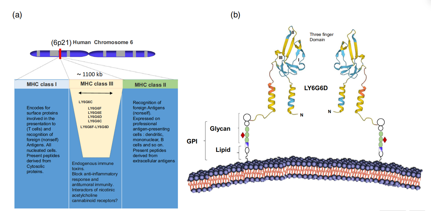 Lymphocyte antigen LY6G6D Lymphocyte antigen LY6G6D