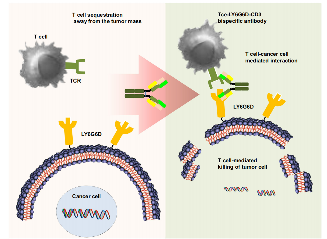 Lymphocyte antigen LY6G6D Lymphocyte antigen LY6G6D