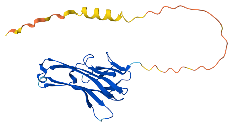 Lymphotoxin LTA