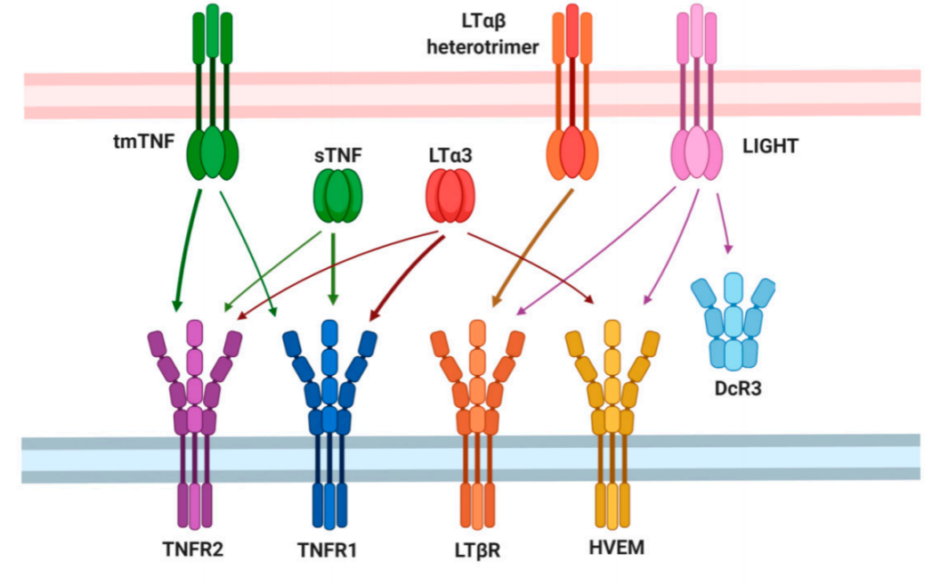 Lymphotoxin LTA