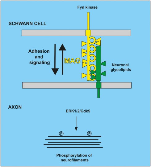 Myelin Associated Glycoprotein MAG