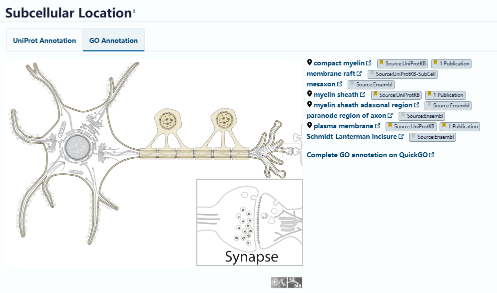 Myelin Associated Glycoprotein MAG