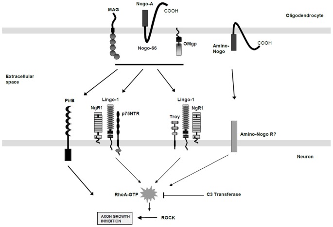 Myelin Associated Glycoprotein MAG