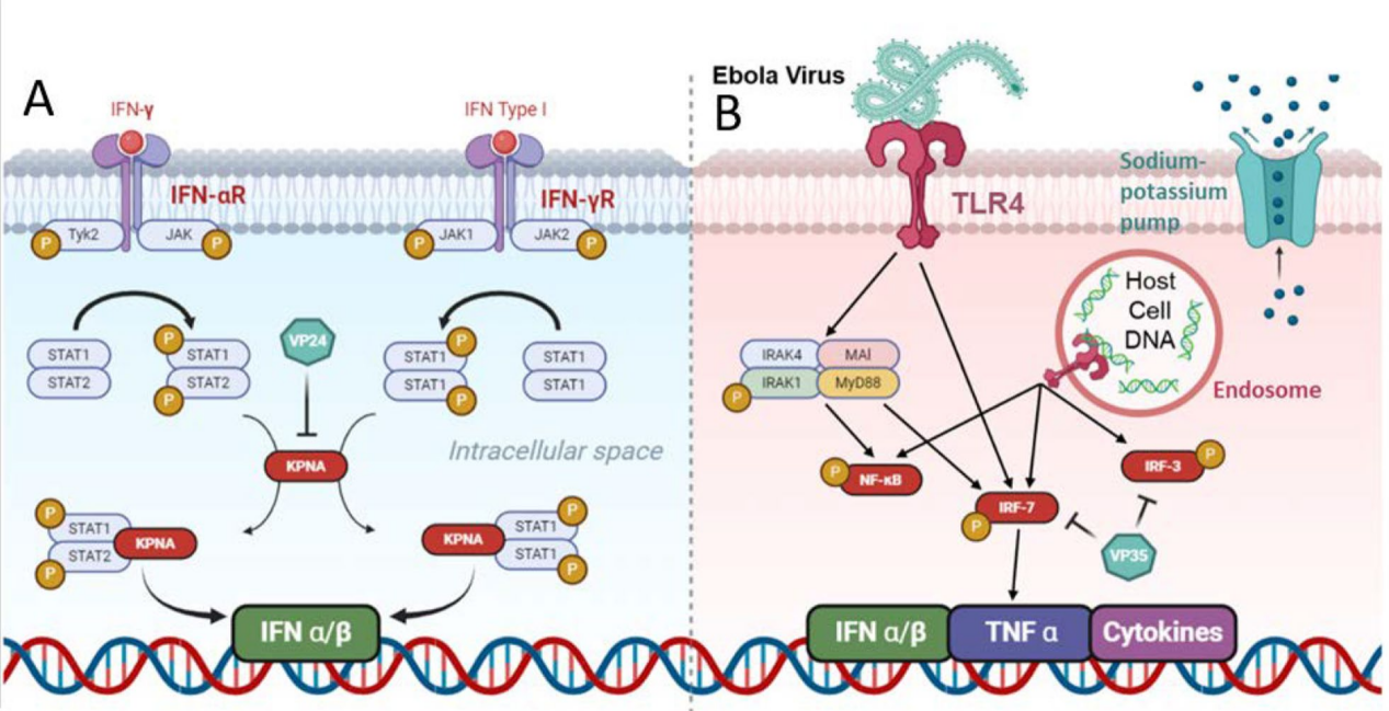 Negative strand RNA virus EBOV Negative strand RNA virus EBOV