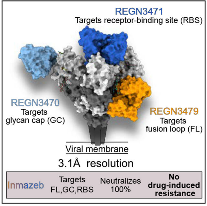 Negative strand RNA virus EBOV Negative strand RNA virus EBOV