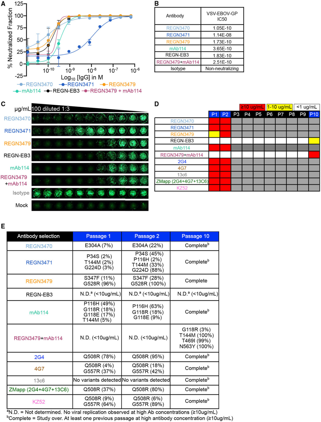 Negative strand RNA virus EBOV Negative strand RNA virus EBOV